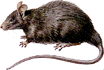 rat.gif (13762 bytes)